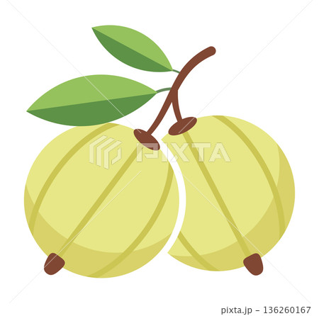 Two light green gooseberries with brown tips and leaves, depicted in a clean vector style. Two light green gooseberries with brown tips and leaves, depicted in a clean vector style. 136260167
