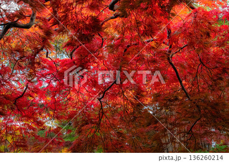 真っ赤な紅葉 真っ赤な紅葉 136260214