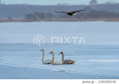 白鳥の上を飛ぶ鷲 白鳥の上を飛ぶ鷲 136260236