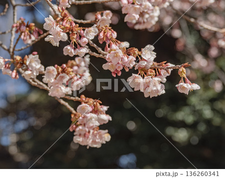 公園で咲き始めた寒桜の花 136260341