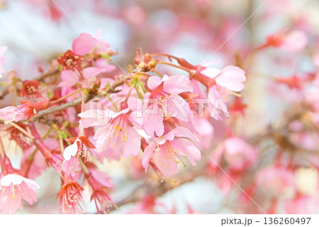 満開の彼岸桜 136260497