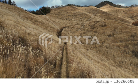 高座山のすすき野原, 山梨県富士吉田市 日本 136260509