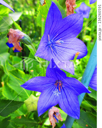 青いキキョウの花のきれいな風景 136260591