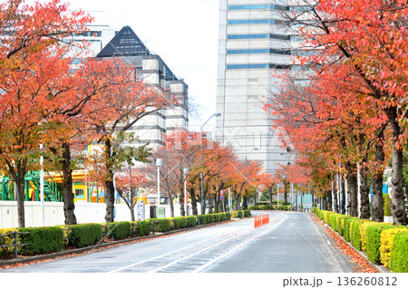 横浜みなとみらいさくら並木の紅葉 136260812