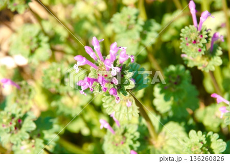 一面に咲くホトケノザ 136260826