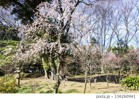 東京都　小石川後楽園　水戸徳川家ゆかりの梅林　2月初旬　国の特別史跡  136260941