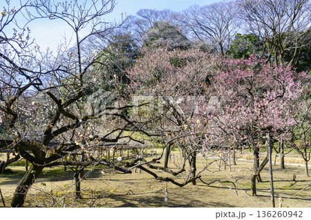 東京都 小石川後楽園 水戸徳川家ゆかりの梅林 2月初旬 国の特別史跡 東京都 小石川後楽園 水戸徳川家ゆかりの梅林 2月初旬 国の特別史跡 136260942