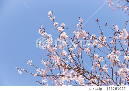 満開の彼岸桜 136261025