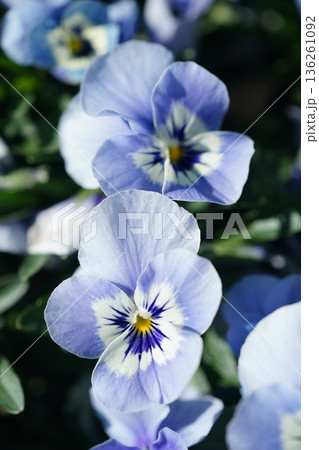 パンジー896 136261092