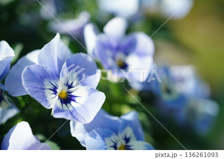 パンジー898 136261093