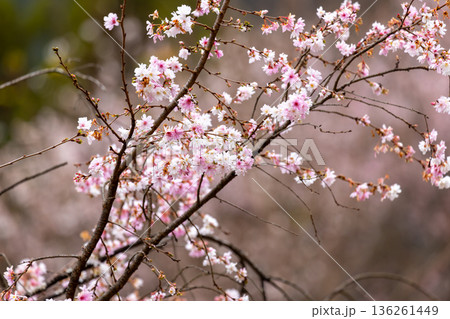 埼玉県児玉郡神川町矢納　冬桜と紅葉の名所町立城峯公園の満開の冬桜 136261449
