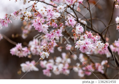 埼玉県児玉郡神川町矢納　冬桜と紅葉の名所町立城峯公園の満開の冬桜 136261450