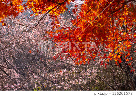 埼玉県児玉郡神川町矢納　冬桜と紅葉の名所町立城峯公園　満開の冬桜ともみじなどの紅葉の競演 136261578
