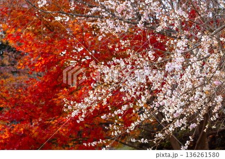 埼玉県児玉郡神川町矢納　冬桜と紅葉の名所町立城峯公園　満開の冬桜ともみじなどの紅葉の競演 136261580