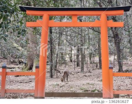 春日大社　奈良県　奈良市　春日野町 136261627