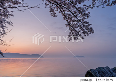 滋賀県高島市高海津大崎の桜と竹生島を撮影 136261679