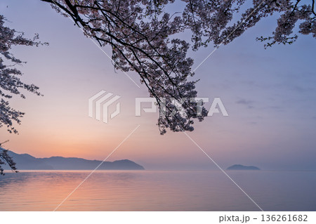 滋賀県高島市高海津大崎の桜と竹生島を撮影 136261682