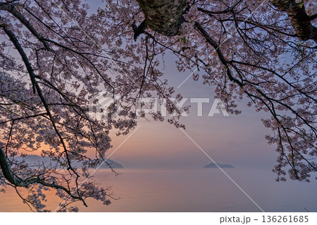 滋賀県高島市高海津大崎の桜と竹生島を撮影 136261685
