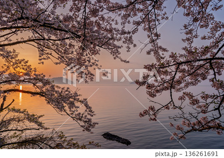 滋賀県高島市高海津大崎の桜と竹生島を撮影 136261691