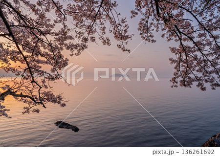 滋賀県高島市高海津大崎の桜と竹生島を撮影 136261692