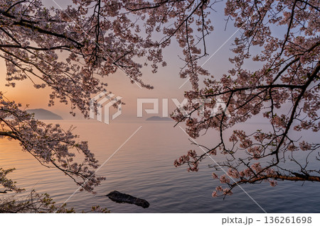 滋賀県高島市高海津大崎の桜と竹生島を撮影 136261698