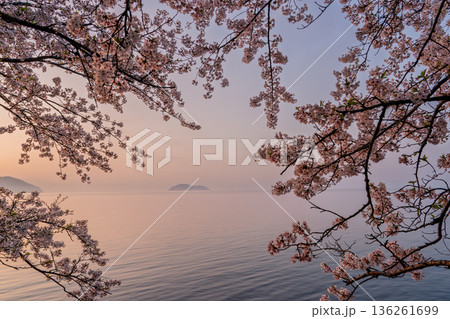 滋賀県高島市高海津大崎の桜と竹生島を撮影 滋賀県高島市高海津大崎の桜と竹生島を撮影 136261699