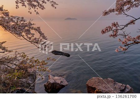 滋賀県高島市高海津大崎の桜と竹生島を撮影 136261700