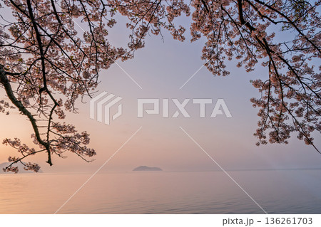 滋賀県高島市高海津大崎の桜と竹生島を撮影 136261703