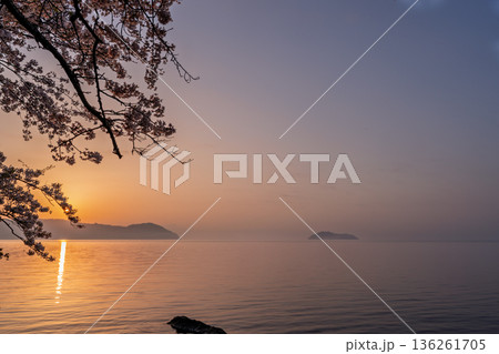 滋賀県高島市高海津大崎の桜と竹生島を撮影 136261705