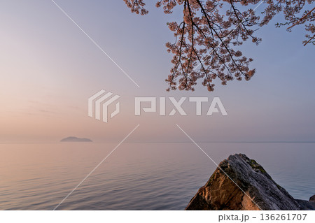 滋賀県高島市高海津大崎の桜と竹生島を撮影 136261707