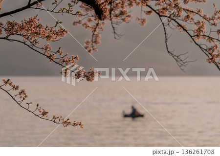 滋賀県高島市高海津大崎の桜と竹生島を撮影 136261708