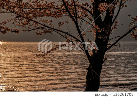 滋賀県高島市高海津大崎の桜と竹生島を撮影 136261709