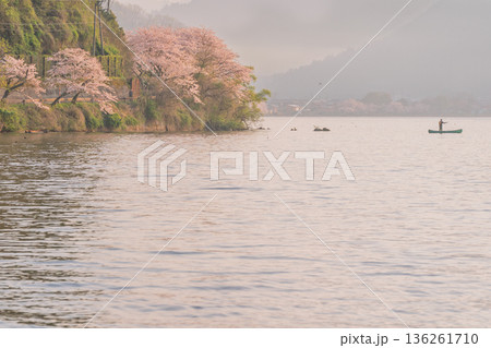 滋賀県高島市高海津大崎の桜と竹生島を撮影 136261710