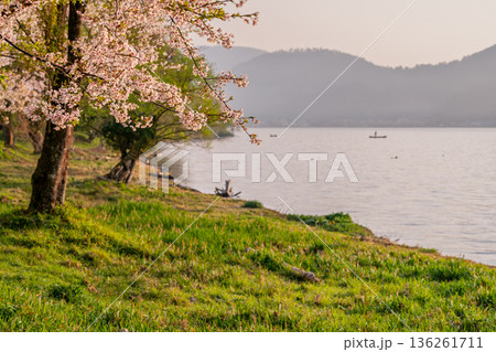 滋賀県高島市高海津大崎の桜と竹生島を撮影 136261711