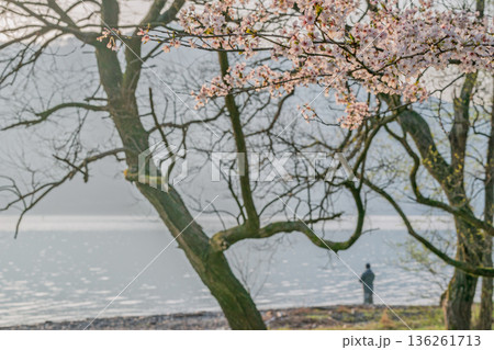 滋賀県高島市高海津大崎の桜と竹生島を撮影 136261713