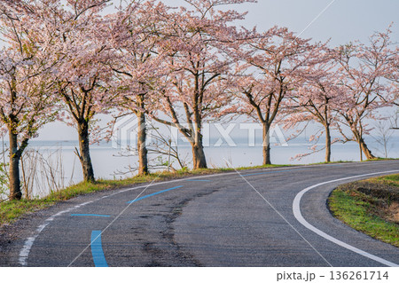 滋賀県高島市高海津大崎の桜と竹生島を撮影 136261714
