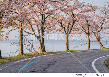 滋賀県高島市高海津大崎の桜と竹生島を撮影 136261716