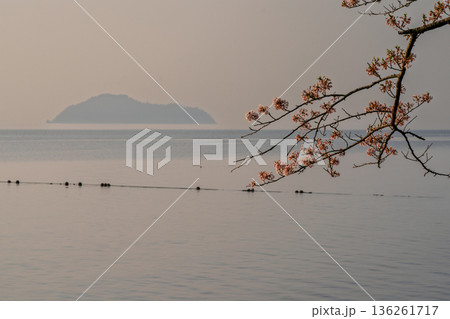 滋賀県高島市高海津大崎の桜と竹生島を撮影 滋賀県高島市高海津大崎の桜と竹生島を撮影 136261717