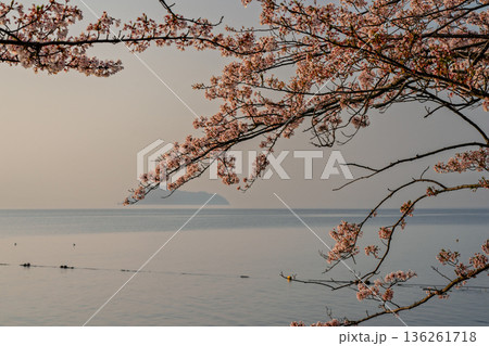 滋賀県高島市高海津大崎の桜と竹生島を撮影 滋賀県高島市高海津大崎の桜と竹生島を撮影 136261718