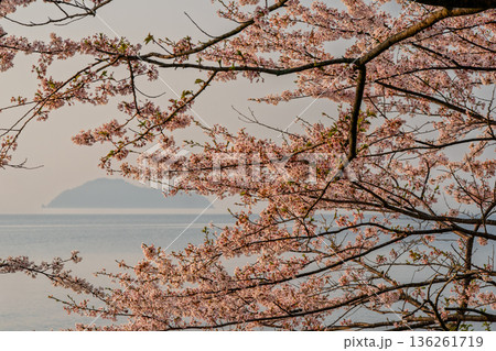 滋賀県高島市高海津大崎の桜と竹生島を撮影 136261719