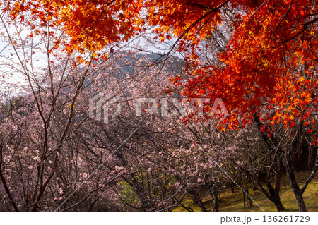 埼玉県児玉郡神川町矢納　冬桜と紅葉の名所町立城峯公園　満開の冬桜ともみじなどの紅葉の競演 136261729