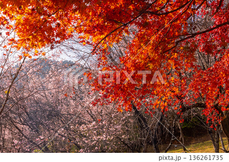 埼玉県児玉郡神川町矢納 冬桜と紅葉の名所町立城峯公園 満開の冬桜ともみじなどの紅葉の競演 埼玉県児玉郡神川町矢納 冬桜と紅葉の名所町立城峯公園 満開の冬桜ともみじなどの紅葉の競演 136261735