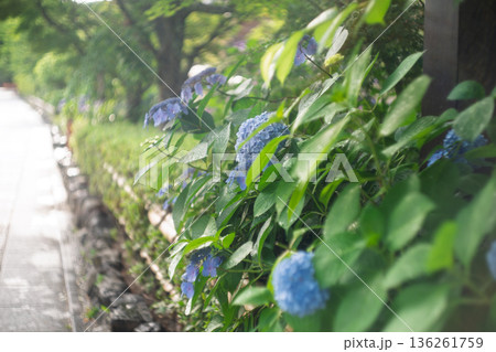 梅雨時期しっとりした京都祇園に似合う紫陽花を撮影 136261759