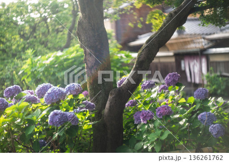 梅雨時期しっとりした京都祇園に似合う紫陽花を撮影 136261762
