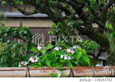 梅雨時期しっとりした京都祇園に似合う紫陽花を撮影 136261782