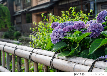 梅雨時期しっとりした京都祇園に似合う紫陽花を撮影 136261787
