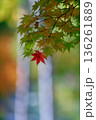 山紅葉と白樺 136261889
