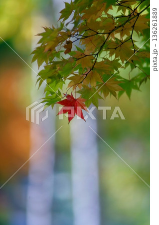 山紅葉と白樺 136261889