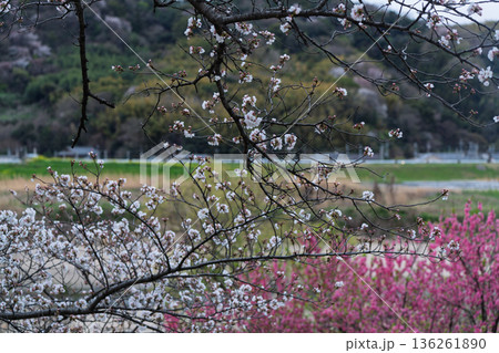京都府八幡市に春本番を告げる背割り堤の桜を撮影 136261890