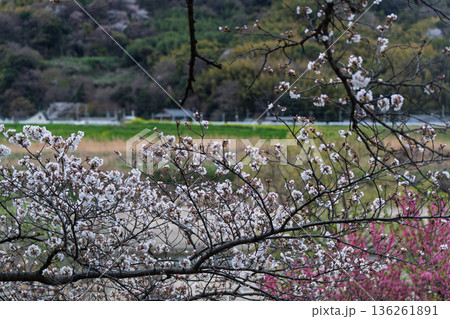 京都府八幡市に春本番を告げる背割り堤の桜を撮影 136261891